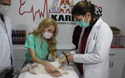 Li Amedê ji bo sêhrê lingê pisîkê birîn