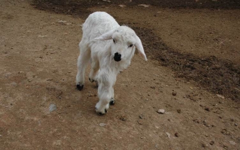 Li Amedê berxika 6 ling hat dinê