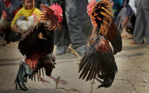 Dîkî xwediyê xwe kuşt