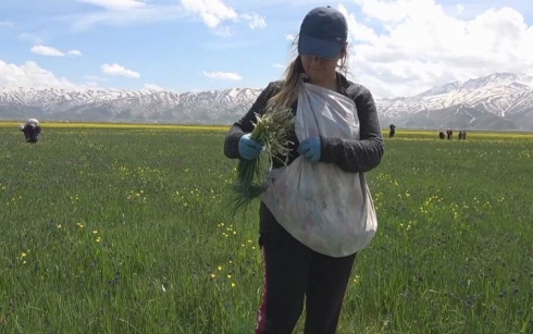 Li Deşta Geverê dema berhevkirina giyayê baharî destpê kir