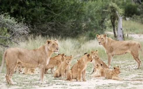 Testa coronayê ya 8 şêran pozîtîv derket