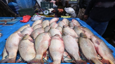 Hikûmeta Kurdistanê hawirdekirina cureka masiyan qedexe kir