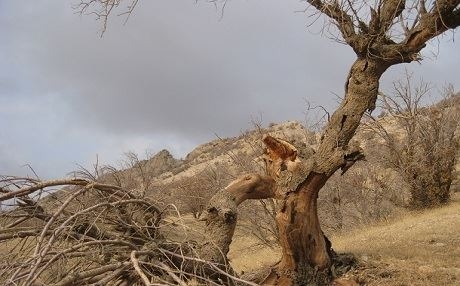 Xêliya “Bûka Zagrosê” diçilmise!