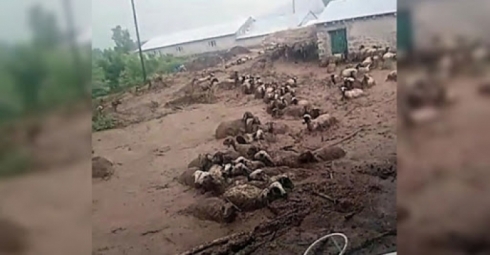 Li Wanê lehî rabû – Bi dehan ser pez li ber avê çûn