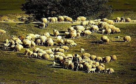 Çekdarên DAIŞê 36000 pez û dewarên xelkê Kobanî dizîn