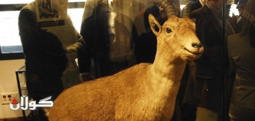 Fresh effort to clone extinct animal