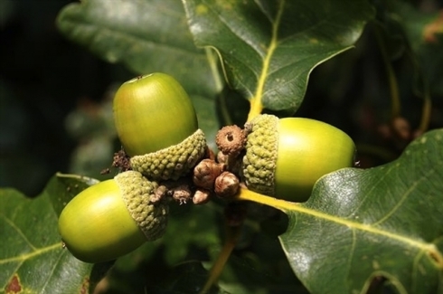 Serokkomarê Îranê behsa darberûyên Kurdistanê dike
