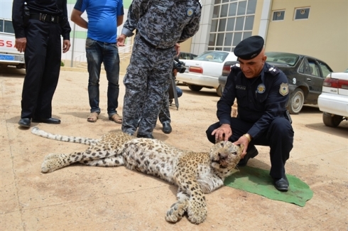 Pilingekî Jaguar li Helebceyê hat dîtin