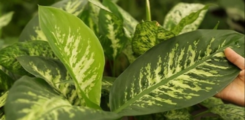 Gula ku di cîhên girtî de metirsiya mirinê ava dike!