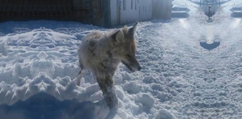 Ji ber seqema berfê rûviyek li ser lingan bu cemed…