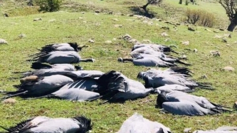 Li devera Qesirê bi dehan qoling mirar bûne