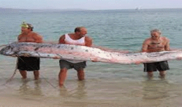 Mezintirîn Masiyê Şeytan li cîhanê