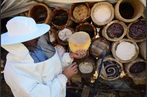 Li zozanên Bedlîsê 800 ton hingiv hat berhemanîn