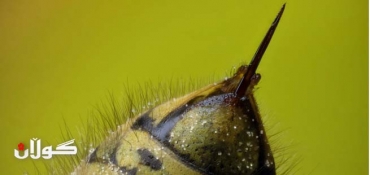 Nanoparticles made from bee venom can kill HIV