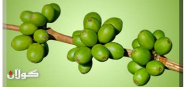 The 'Holy Grail' of Fat Loss?