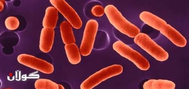 Scientists create bacteria that produce diesel