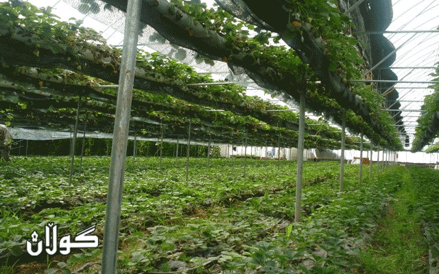 كار و چالاكییەكانی وەزارەتی كشتوكاڵ