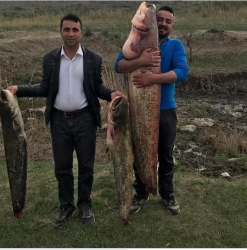 Bakûr – Welatiyekî kurd di çemê Erez de masiyek ji bejna xwe dirêjtir girt! 