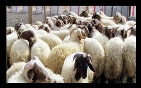 وەزارەتی كشتوكاڵ بڕیارێكی تایبەت بە هاوردەكردنی ئاژەڵی زیندوو دەردەكات