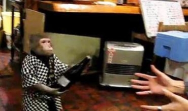 Li resturantekî Japonî 2 meymûn kar dikin