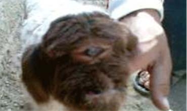 Berxa bi çavekî hate revandin