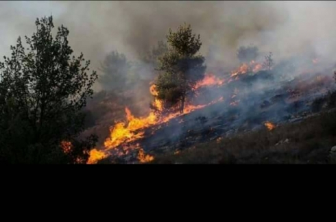 Şewtandina daristanên Efrînê ji aliyê çekdarên opozîsyonê ve berdewam e