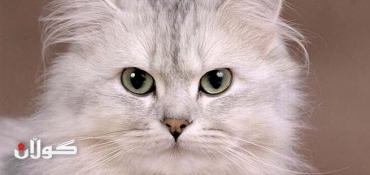 Brazil inmates train cat for prison break