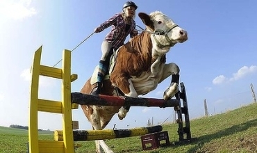 Ev çêle xwe hesp dihesibîne!