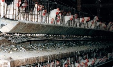 Balafirên Tirkiyê 6 hezar mirîşkên welatiyekî Kurdistanê kuştin