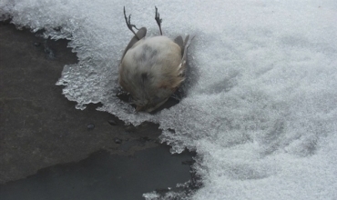 Çendîn teyrik û ajelên kovî ji nêza telef bûne