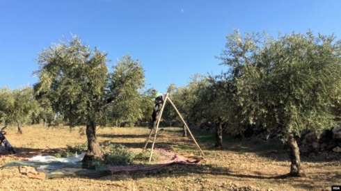 Tirkiye û cîhadî dîsa zeytûnên Efrînê dizîn