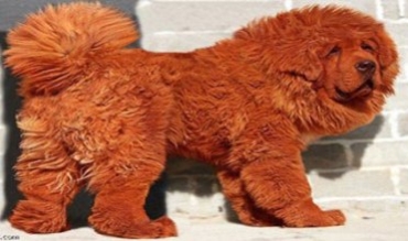 Bihatirîn Seg li cîhanê