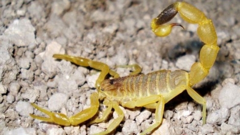 Taxeke Wanê ji aliyê Dûpişkan ve hatiye dagîr kirin