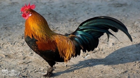 Di encama şerekê dîkan de 6 kes birîndar bûn