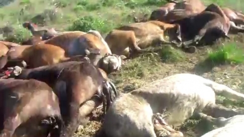 Hêzên rejîmê bi dehan hespên kolberên Kurd kuştin