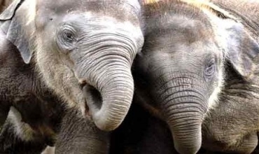 Fîl jî weke me însanan e... 