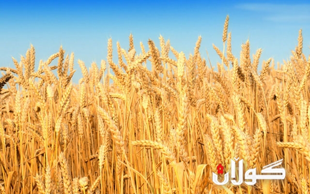 كەمكردنەوەی وەرگرتنی بڕە گەنمی جووتیارانی كوردستان و دانانی خاڵی گومركی عوزێم مەرامی سیاسی لەپشتە