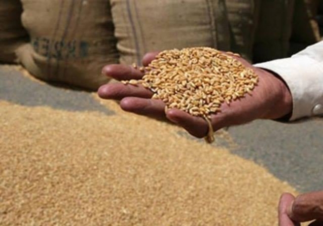 لەمڕۆوە رێگە بە هاوردەكردنی گەنم و جۆ دەدرێت