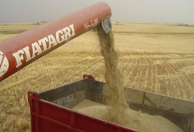 ناوی ئەو جۆرە گەنمانەی كە لە سایلۆكان وەردەگیرێن دیاریكران