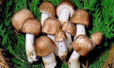 Rojê kivarkekê bixwe tê ji penceşêrê dûrkeve