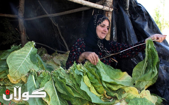 گرنگیدان به‌ پەروەردەی مێینه‌‌ له‌ بواری كشتوكاڵ به‌ پێویست ده‌زاندرێ