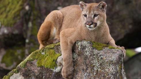 Turkey, Russia face off in Syria as fighting escalates, plane shot down