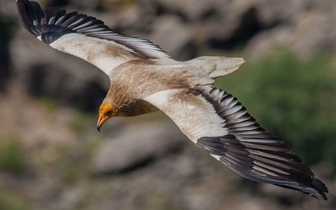 Coronavirus lockdown stalls endangered wildlife research