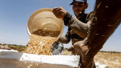 Syria harvest boom brings hope as hunger spikes