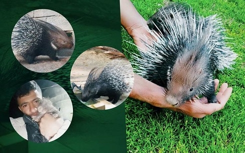 Porcupines vanishing from the Kurdistan Region due to overhunting: locals