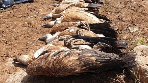 Israel probes Golan Heights mass vulture poisoning