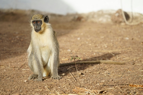 Monkey experiments offer clues on origin of language