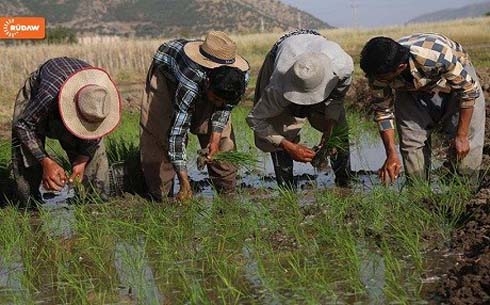 Domestic rice production increases big time in Kurdistan Region