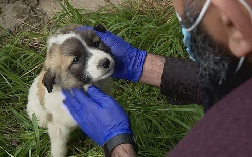 Stray dogs starve to death in Sulaimani as lockdown cuts food waste