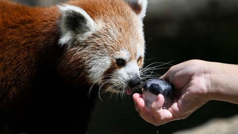 French zoo seeks red panda after breakout